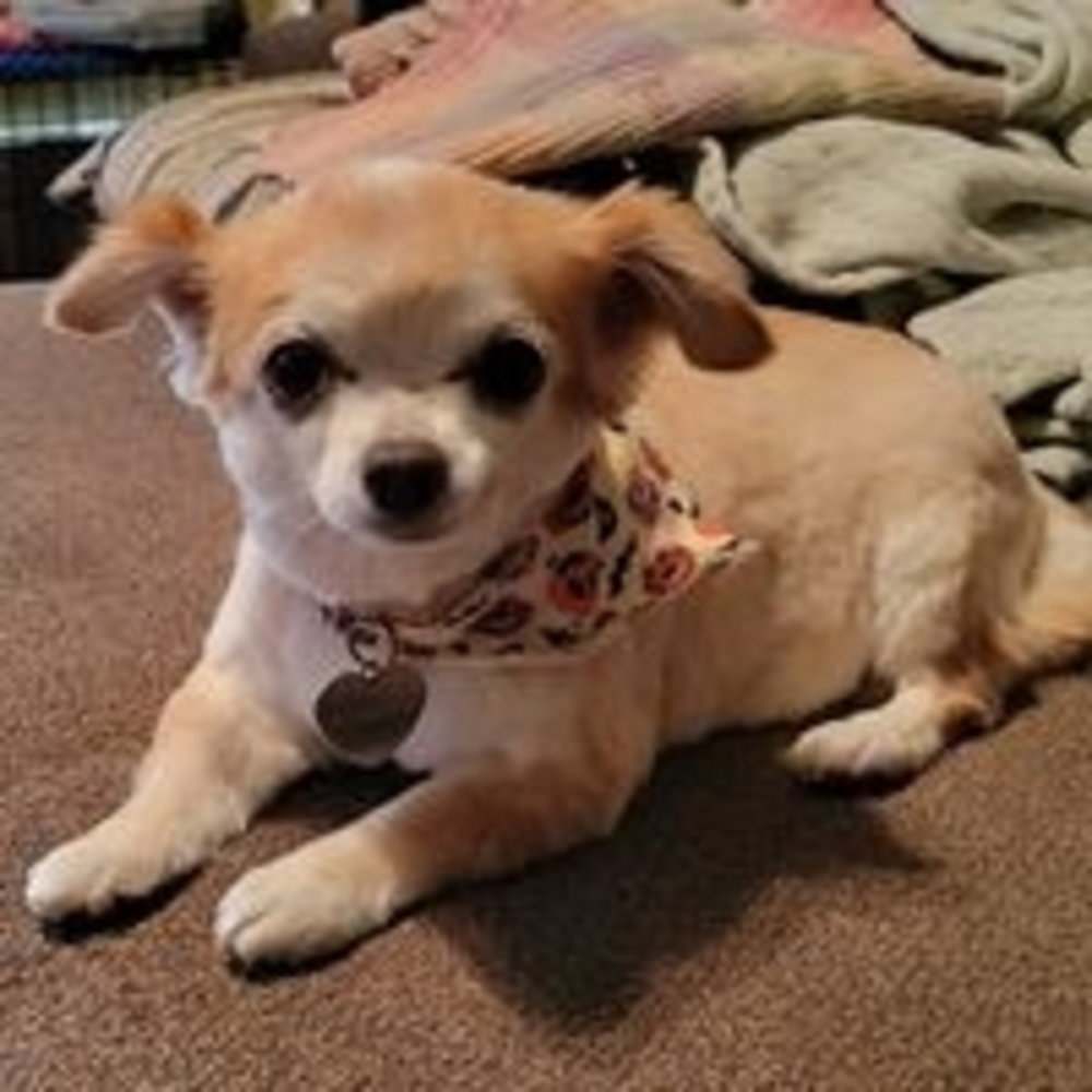 Meet your Posher, Rose